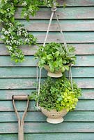 Hanging colander filled with mixed salad and herbs

