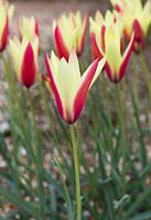 Tulipa 'Cynthia'