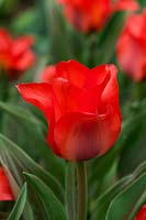 Tulip 'Red Riding Hood'
