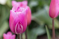 Tulipa 'Mistress' with virus