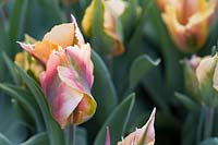 Tulipa 'Golden Artist'