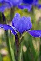 Iris siberica 'Silver Edge'