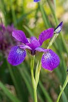 Iris siberica 'Sparkling Rose'