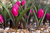 Tulipa humilis Violacea Group 'Black Base' 9