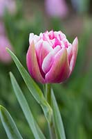 Tulipa 'Fantasy Lady'