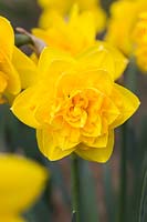 Narcissus 'Heamoor'