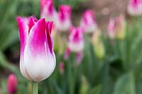 Tulipa 'Wispering Dream'