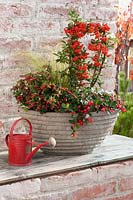 Autumn planter with Pyracantha and Gaultheria procumbens