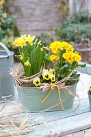 Primula elatior Crescendo 'Yellow' and Narcissus 'Tete a Tete' in Spring display