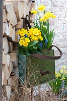 Primula elatior Crescendo 'Yellow' and Narcissus 'Tete a Tete' planted in bag