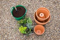 Ingredients needed to construct Tiered Herb pots made with Lemon Variegated Thyme, Curry Plant, Chives, Rosemary 'Fota Blue', Black Peppermint, Purple Sage, Variegated Applemint and Golden Marjoram