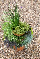 Tiered Herb pots made with Lemon Variegated Thyme, Curry Plant, Chives, Rosemary 'Fota Blue', Black Peppermint, Purple Sage, Variegated Applemint and Golden Marjoram