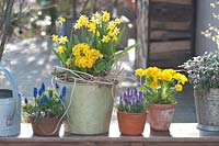 Pots with Narcissus 'Tete a Tete' and Primula elatior Crescendo