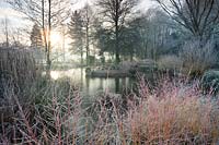Foggy Bottom Garden, The Bressingham Gardens, January.