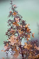 Hydrangea paniculata 'Chantilly Lace'. Febuary.