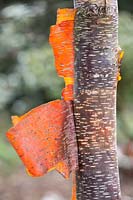 Betula utilis ssp. albosinensis, Chinese red-barked birch. February.