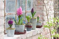 Hyacinthus and Scilla in containers on window ledge