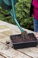 Watering freshly planted Dianthus 'Dash' - Sweet Williams seeds