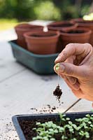 Pricking out Dianthus 'Dash' - Sweet Williams seeds