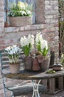 Hyacinthus 'White Pearl' and  Crocus vernus 'Jeanne d'Arc' in container display