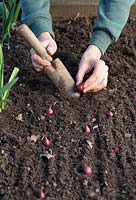 Planting Onion 'Kanyan'