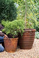 Planting Juniperus x pfitzeriana 'Old Gold' into small container
