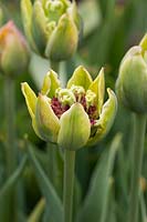 Tulipa 'Green Bizarre'