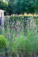 The Black Beds. Verbena bonariensis, Allium sphaerocephalon. Hill House, Glascoed, Monmouthshire, Wales. 