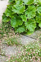 Terrace at side of house. Erigeron karvinskianus and Darmera peltata. Hill House, Glascoed, Monmouthshire, Wales. 