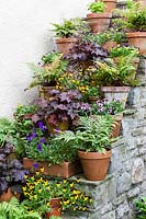 Violas, Heucheras and Ferns in terracotta pots on steps. Hill House, Glascoed, Monmouthshire, Wales. 