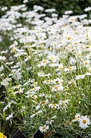 Leucanthemum x superbum in The Picket Beds. Hill House, Glascoed, Monmouthshire, Wales. 