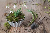 Decorative Galanthus in vintage case with moss