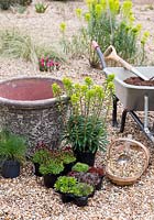 Ingredients needed to create Stone container with Sempervivum, Saxifraga 'Peter Pan', Euphorbia x martini and Festuca glauca 'Azurit'