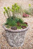 Stone container with Sempervivum, Saxifraga 'Peter Pan', Euphorbia x martini and Festuca glauca 'Azurit'