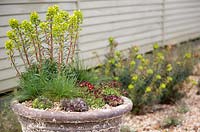 Stone container with Sempervivum, Saxifraga 'Peter Pan', Euphorbia x martini and Festuca glauca 'Azurit'

