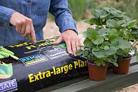 Cutting holes into grow bag ready for planting