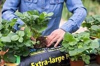 Planting Strawberry F1 'Loran' into growbag