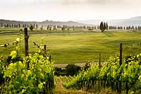 Vineyards and cypressus. Castiglion del Bosco. Tuscany. Italy