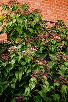 Clerodendron trichotomum. Govone. Garden project by Anna Regge. Piemonte, Italy.