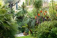 Tropical planting. Gianmarco Bernocchi garden. La Spezia. Italy