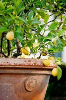 Lemon tree in container. La Limonaia Garden. Designed by Arabella Lennox Boyd. Fiesole. Florence. Italy