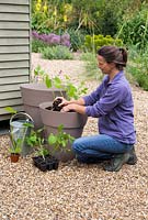 Woman planting Courgette 'Bambino' and Dwarf French Bean 'Tendergreen' into containers