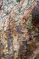 Acer griseum, Paperbark Maple