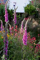 Garden with foxgloves and other self seeding annuals. Informal planting in summer borders