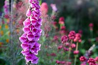 Garden with foxgloves and other self seeding annuals.  Informal planting in summer borders