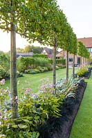 Long herbaceous borders in a modern Cheshire country garden, designed by Louise Harrison-Holland. Plants include pleached Pyrus calleryana 'Chanticleer', Japanese anemones, Stachys, Persicaria, Ophiopogon planiscapus 'Nigrescens' and Miscanthus sinensis 'Kleine Fontaine'