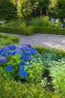 Part of a courtyard area in a modern Cheshire country garden, designed by Louise Harrison-Holland. Planting includes clipped box hedging, Hydrangea macrophylla and Penstemons