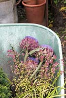 Cynara Scolymus - Harvested Globe artichoke flowers in a wheelbarrow - August - Warwickshire