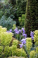 Hanham Court Gardens, Bristol. Early summer garden with topiary, Iris and Euphorbia planting