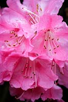 Rhododendron x pulcherrimum